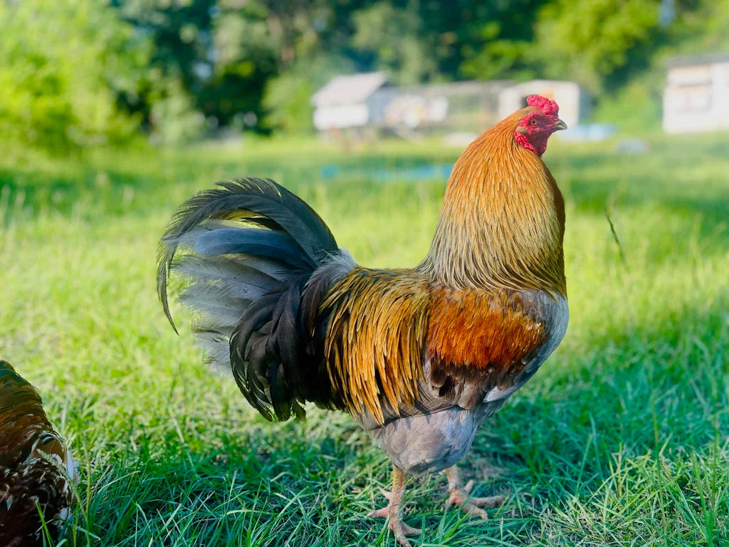 Is Your Chicken a Hen or a Rooster? Avoid the Myths & Crack the Code!