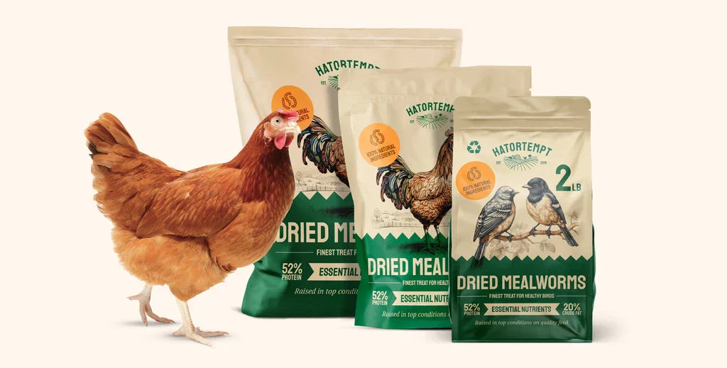 Hatortempt Dried Mealworms: The Perfect Protein-Packed Treat for Your Chickens