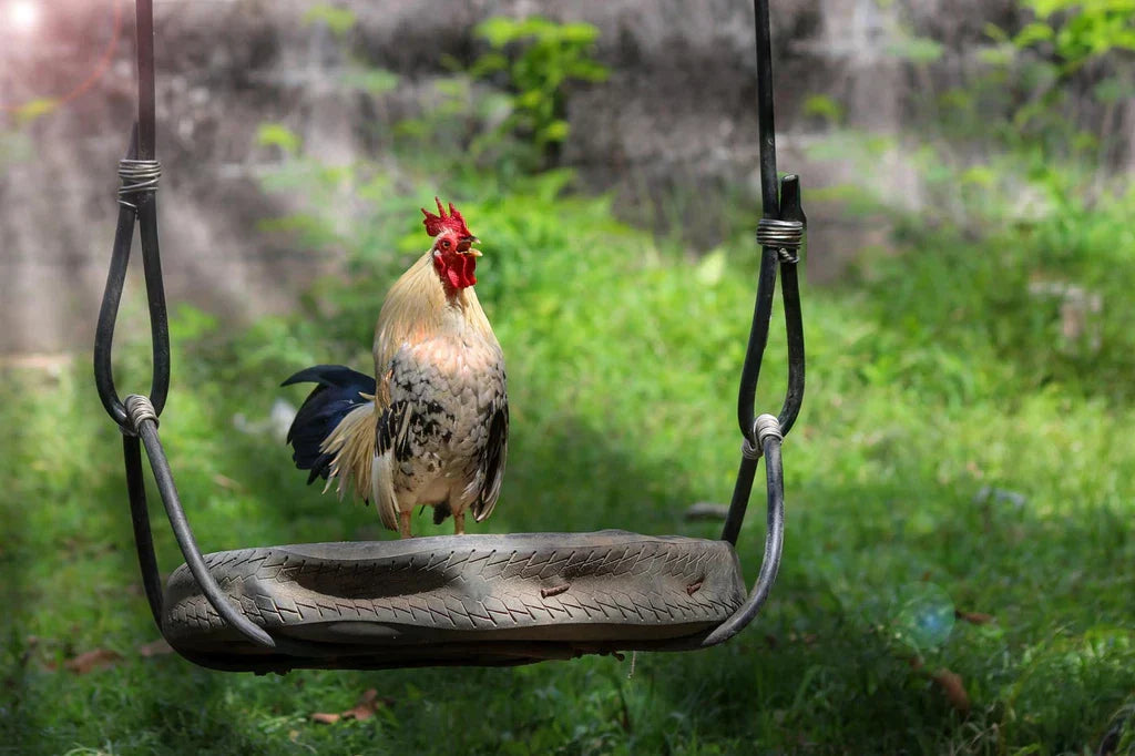 A Free Guide On How To Improve Your Chicken Coop With DIY Projects