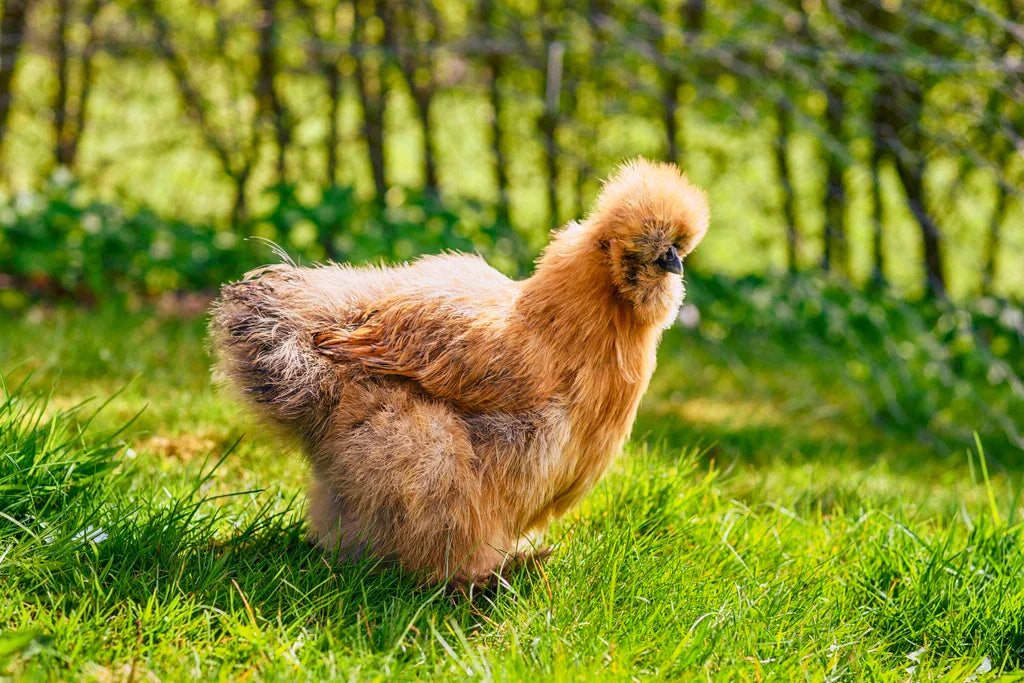How To Choose The Right Chicken Breed For You!