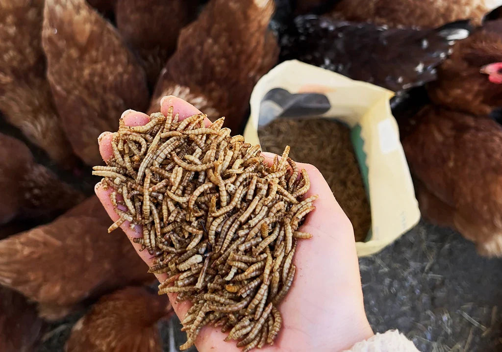 5 Common Chicken Health Issues and Effective Nutrition Solutions