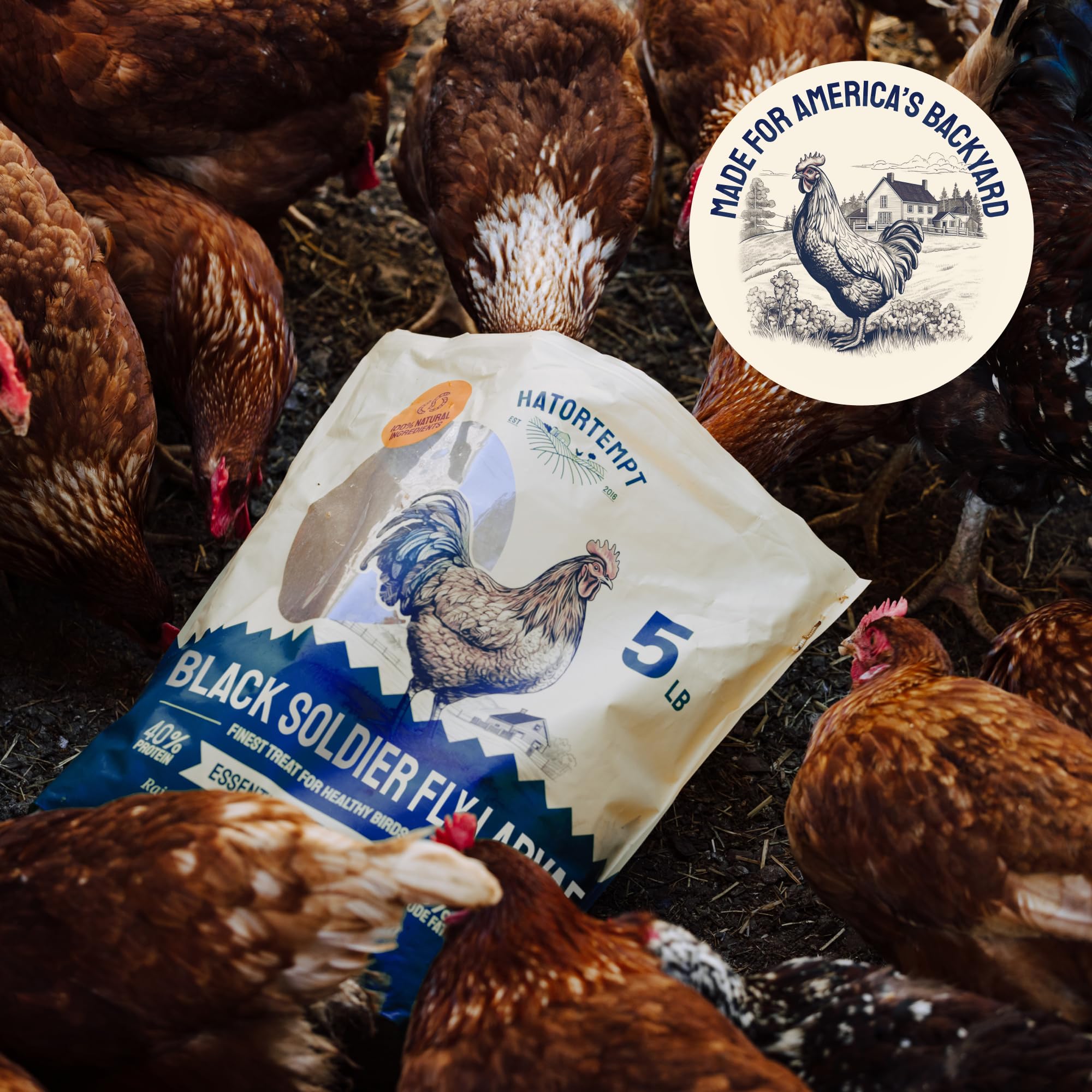 6 Foods Chickens Can Not Eat + New Product Alert!