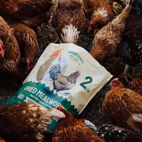 A Balanced Diet for Healthy Chickens