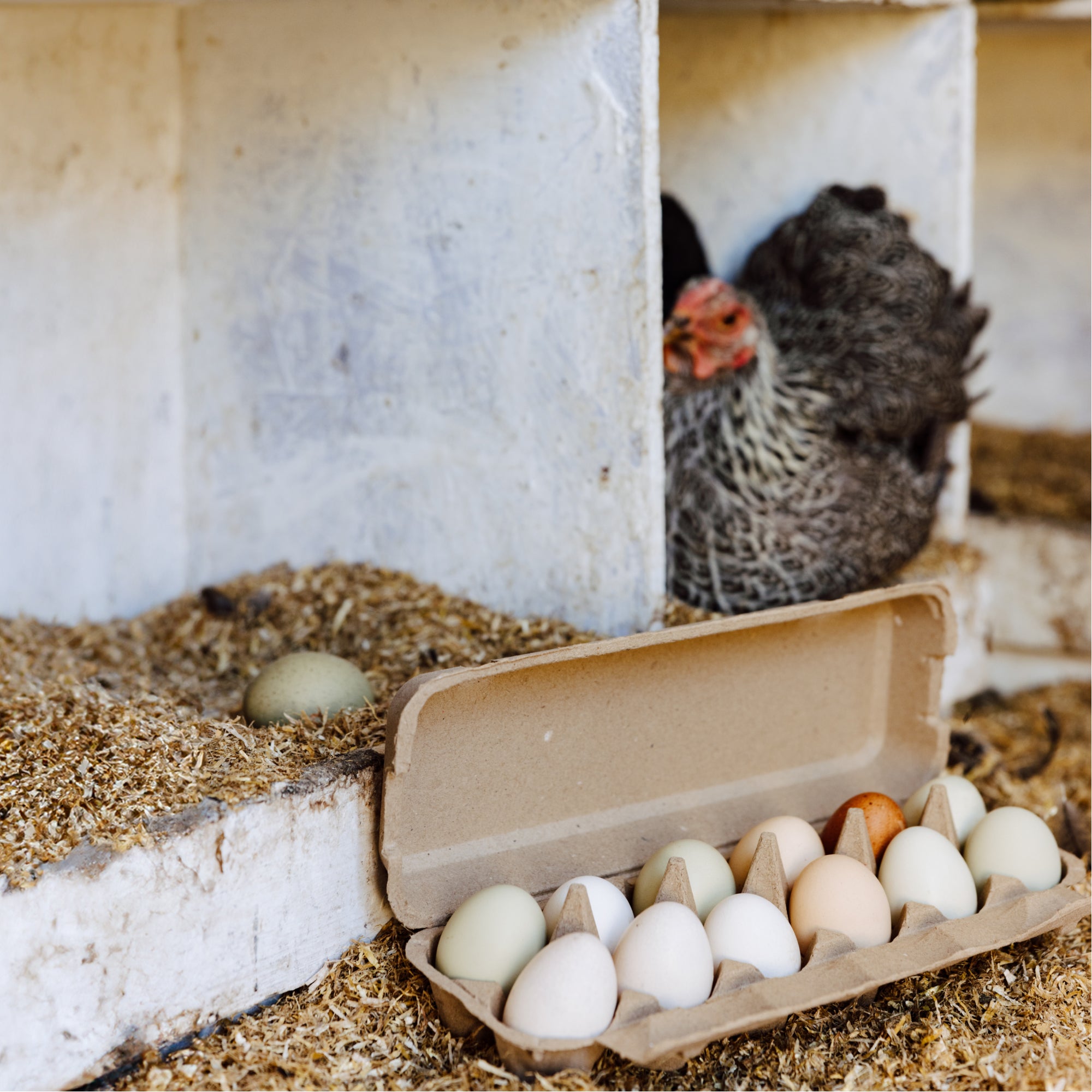 Laid in USA: Reusable, Compostable Egg Cartons (Bulk)