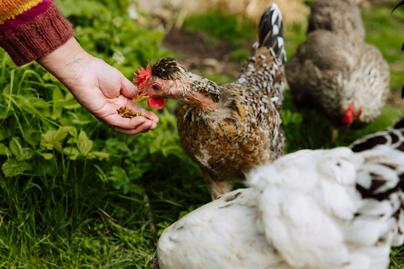 a molting chicken being fed mealworms