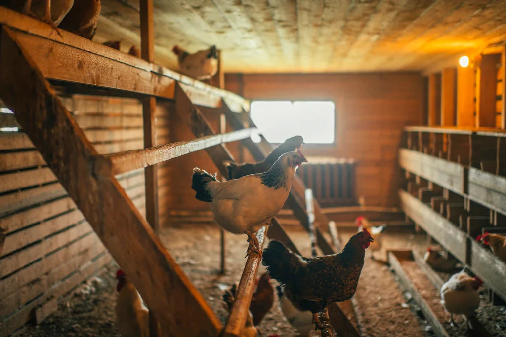 Roosting Bars DIY! Step-By-Step Guide!