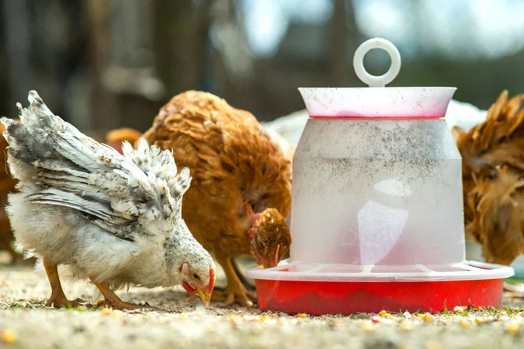 Keeping Your Flock Happy and Entertained with Boredom Busters and more