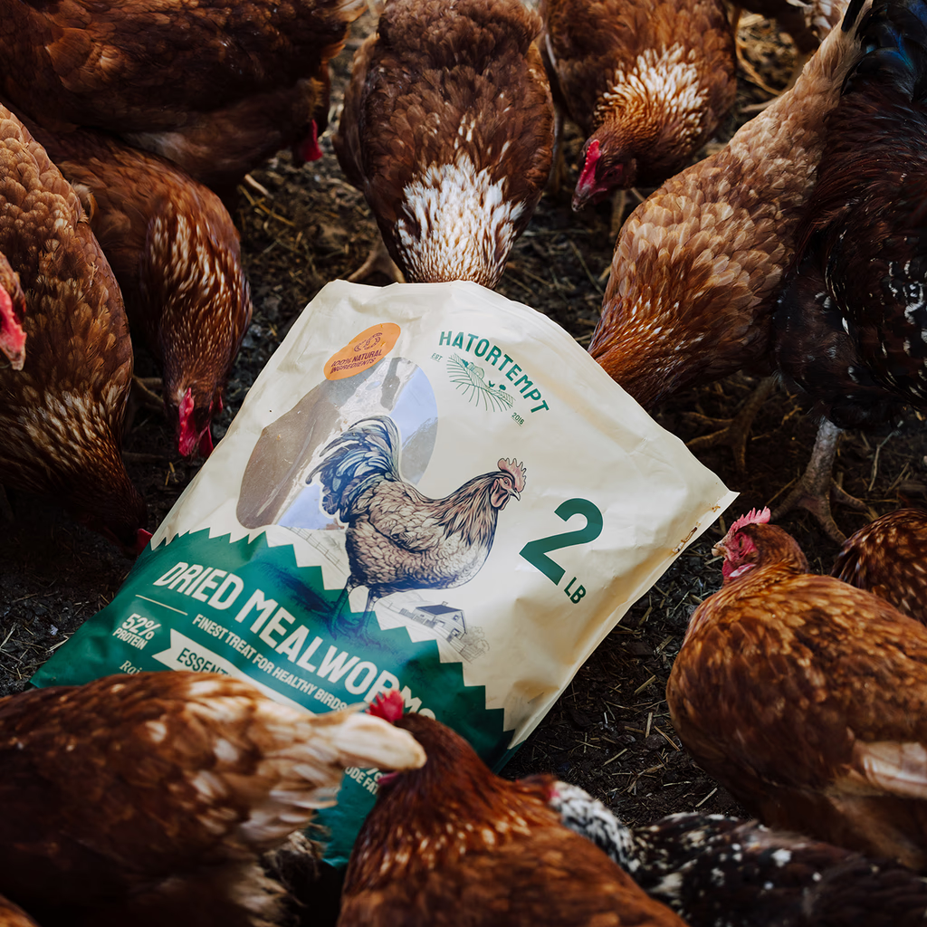 A Balanced Diet for Healthy Chickens