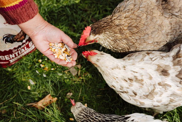 A Smarter Way To Feed Your Hens