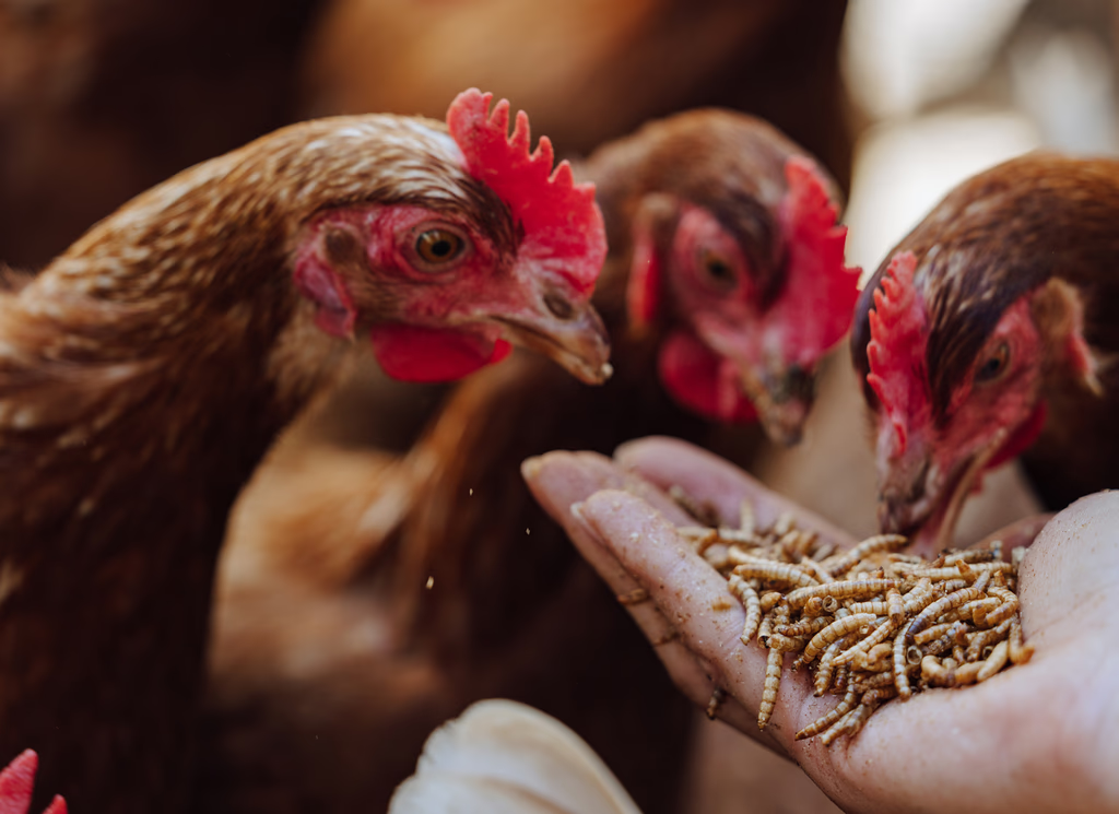 6 Tips and Tricks to Raising Healthy Chickens