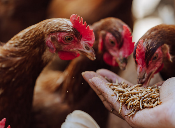 6 Tips and Tricks to Raising Healthy Chickens