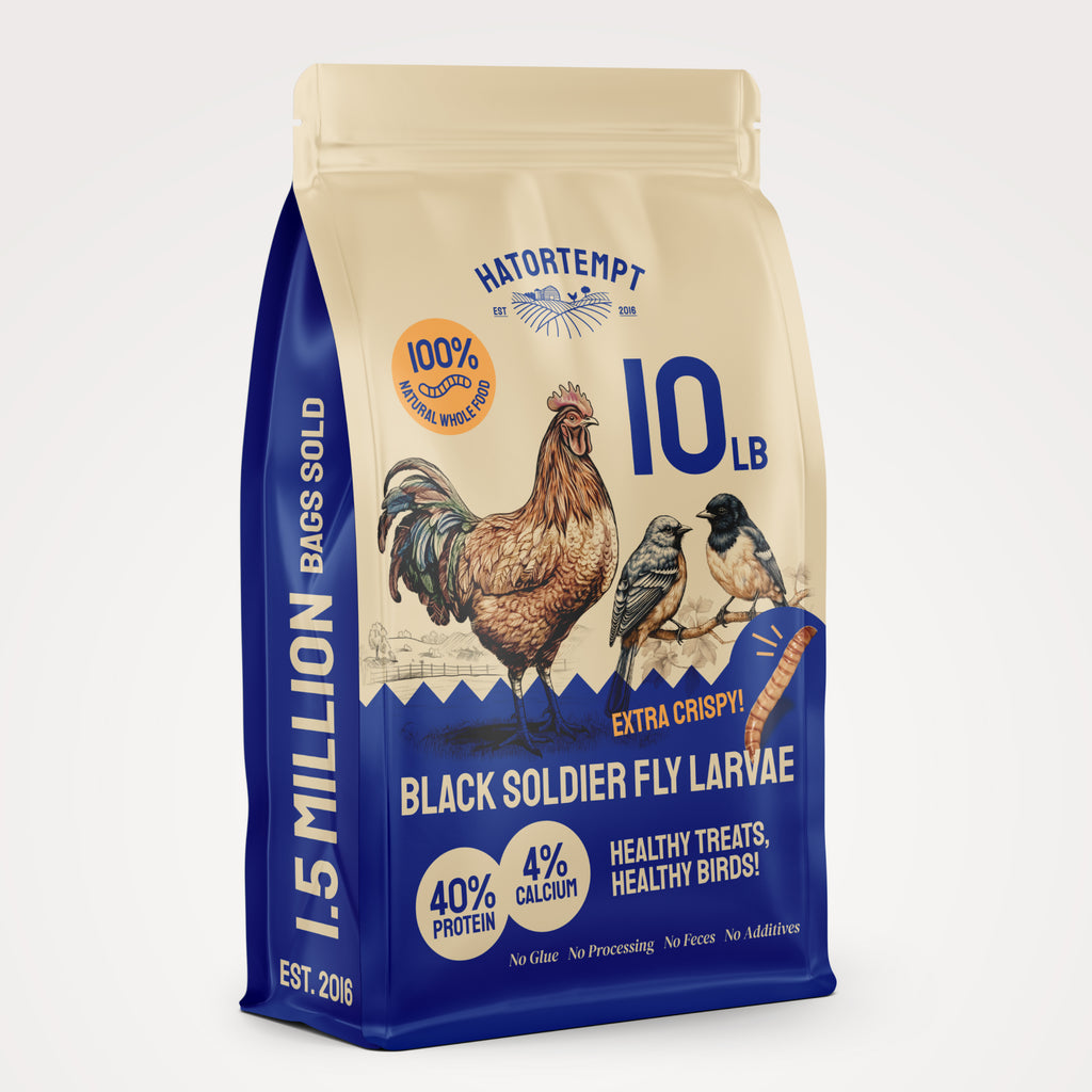 Dried Black Soldier Fly Larvae for Chickens