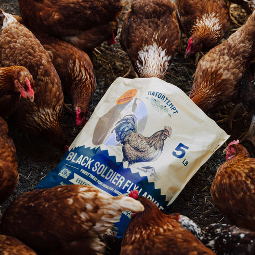 Dried Black Soldier Fly Larvae for Chickens