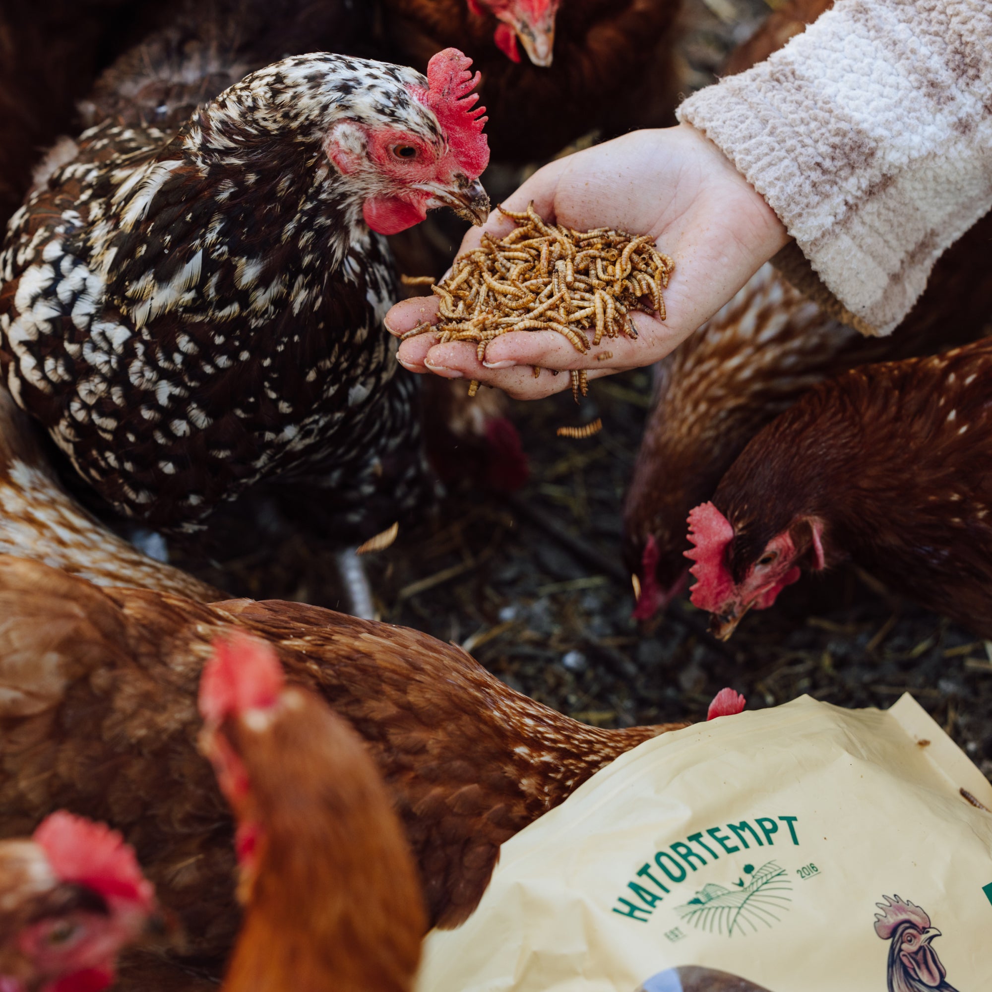 Dried Mealworms For Chickens