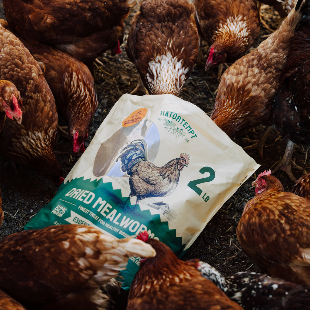 Dried Mealworms For Chickens