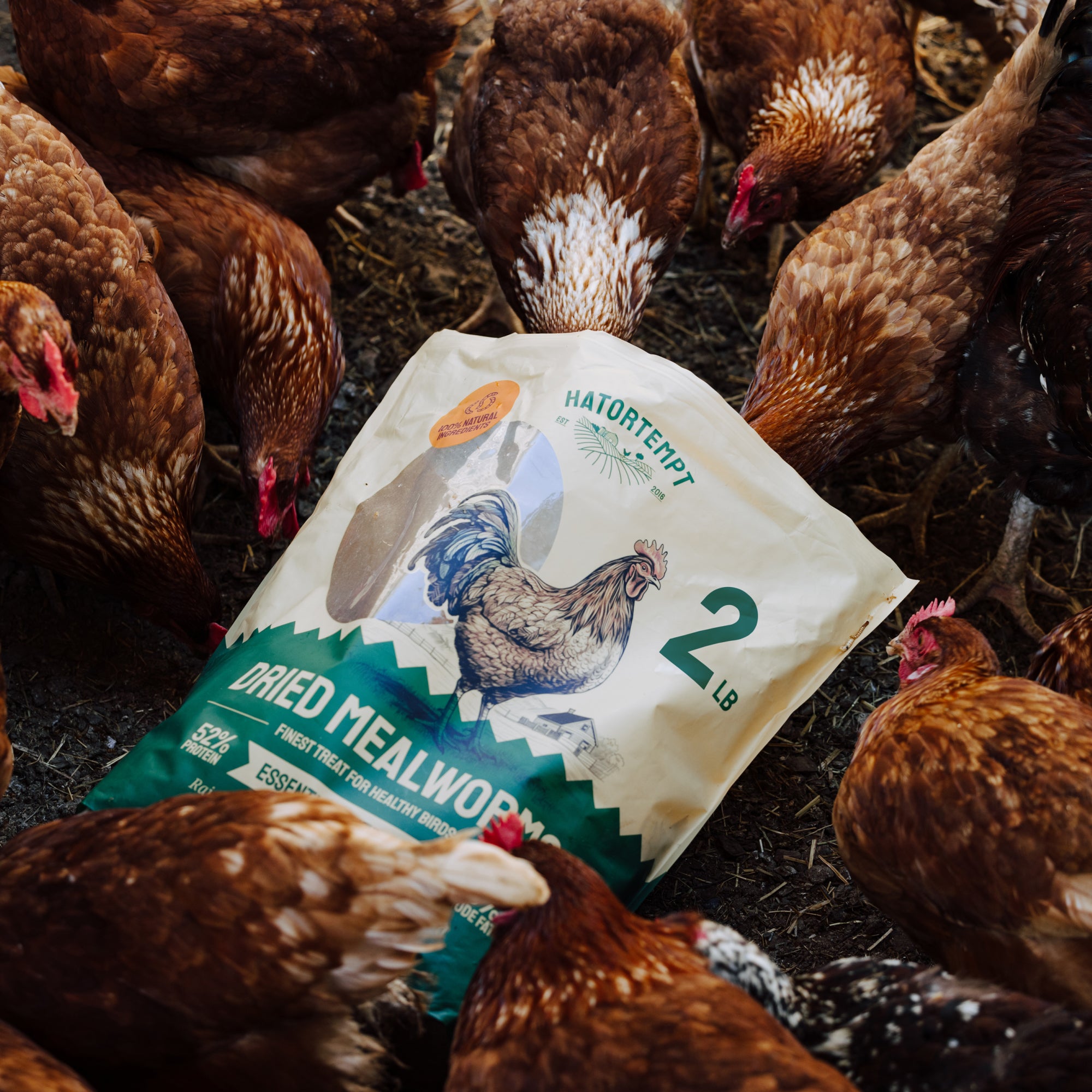 Dried Mealworms For Chickens