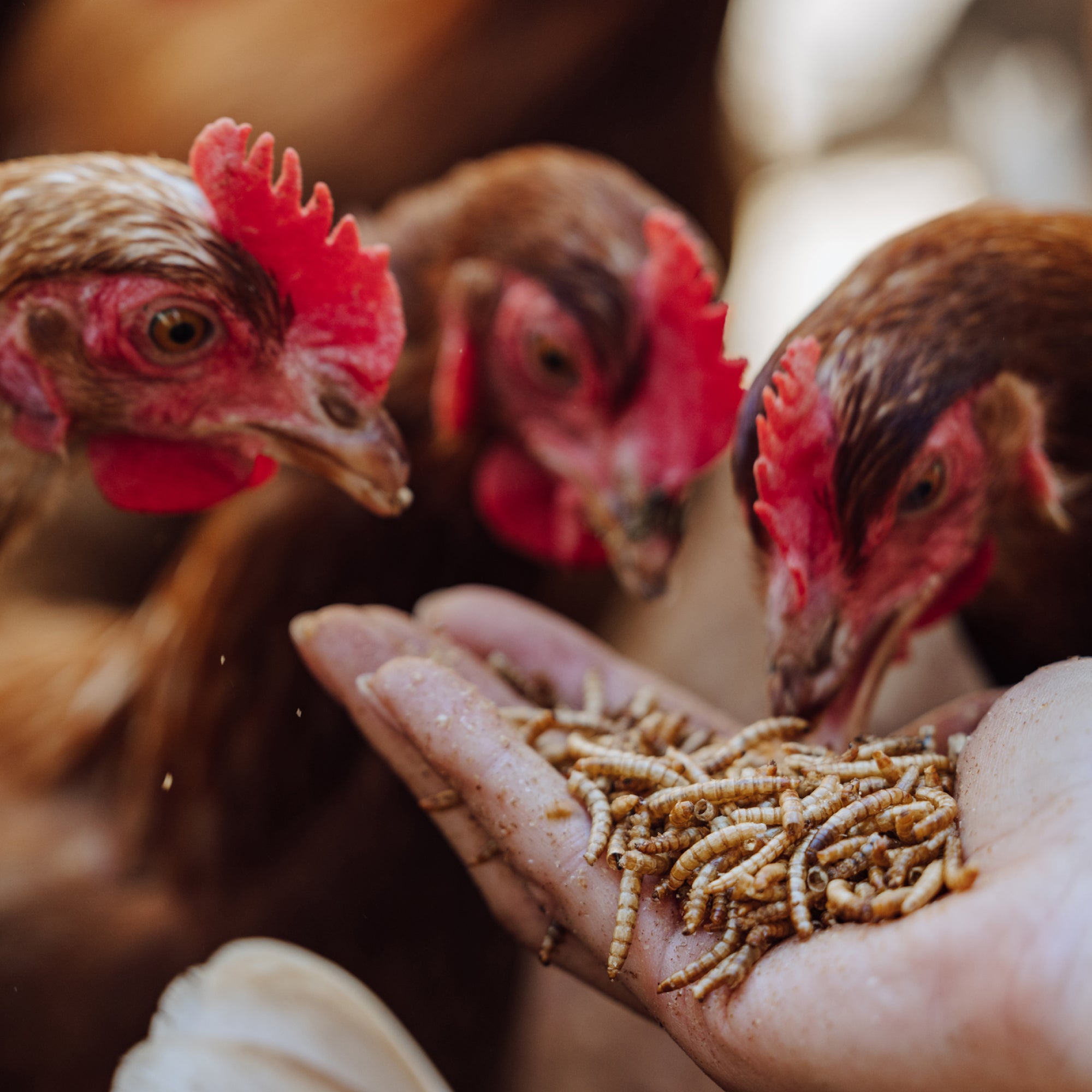 Dried Mealworms For Chickens