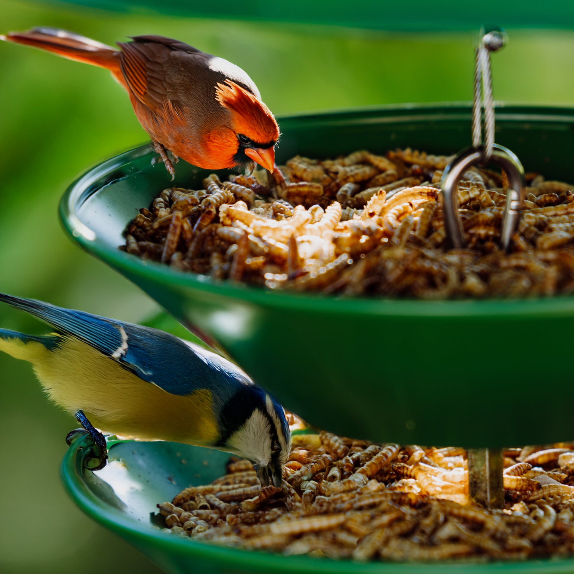 Dried Mealworms For Chickens