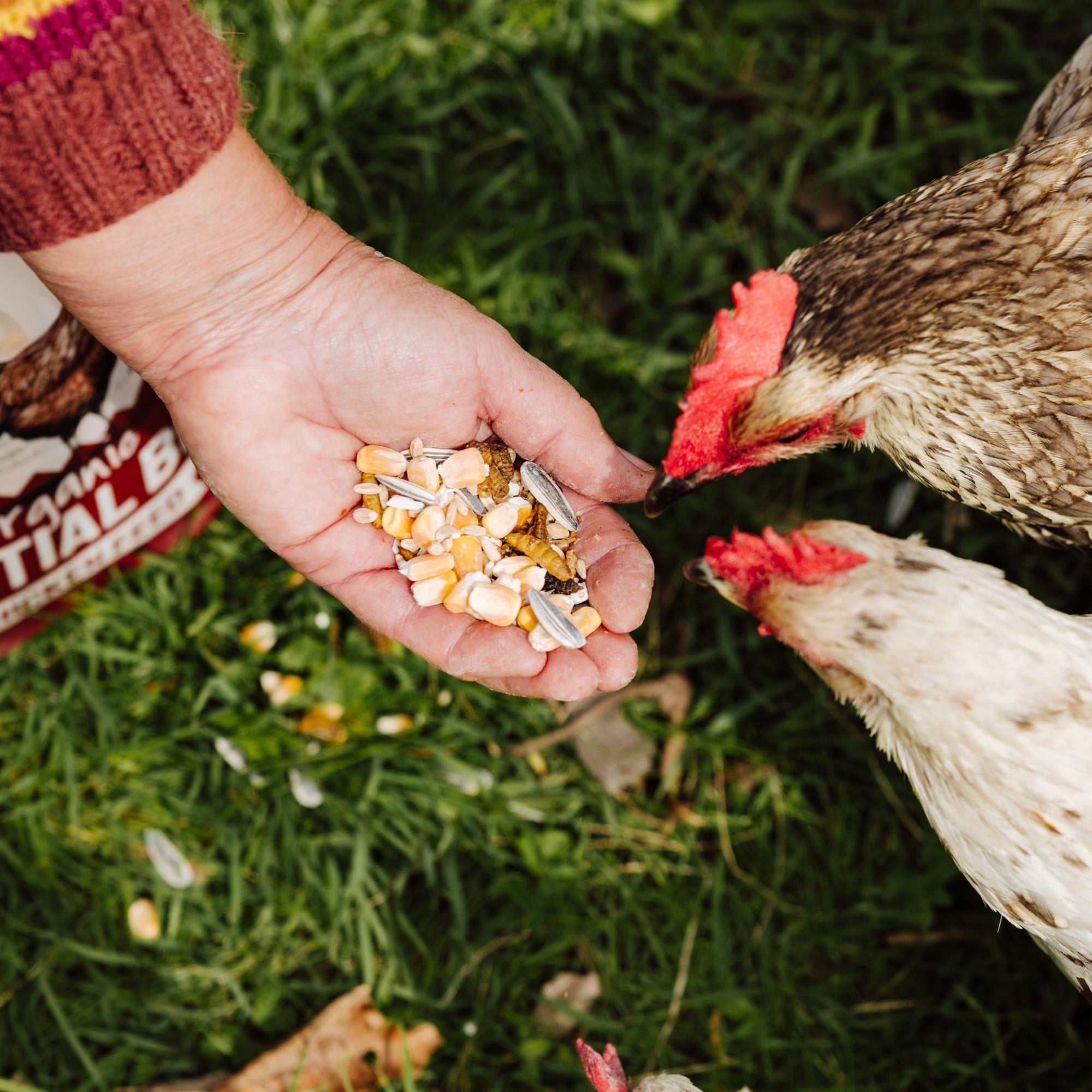Essential Blend Chicken Feed (Formulated for Layers)