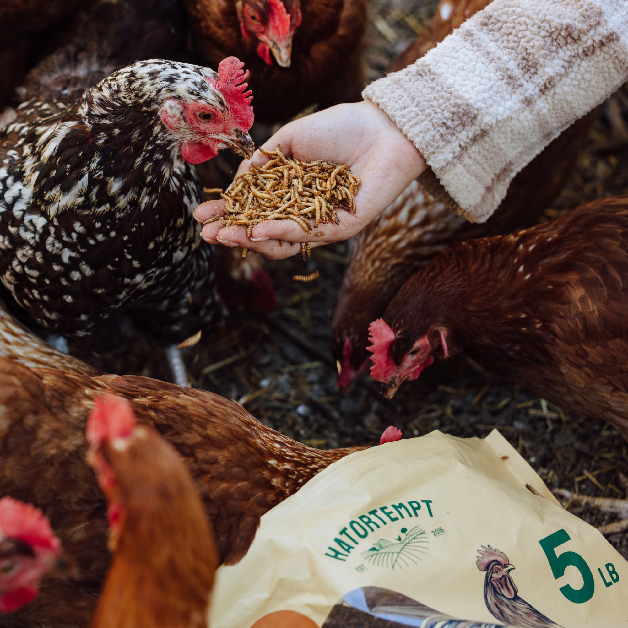 Dried Mealworms For Chickens