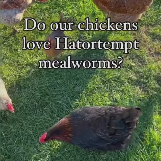 Dried Mealworms For Chickens