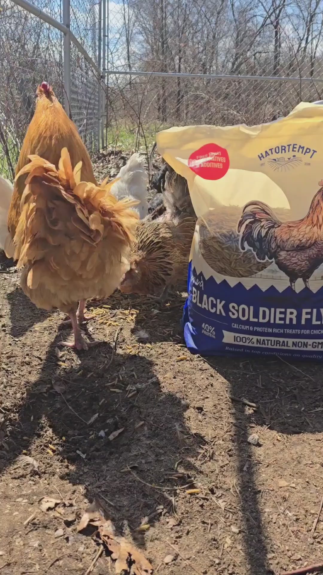 Dried Black Soldier Fly Larvae for Chickens