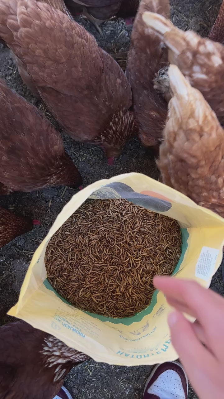 Dried Mealworms For Chickens